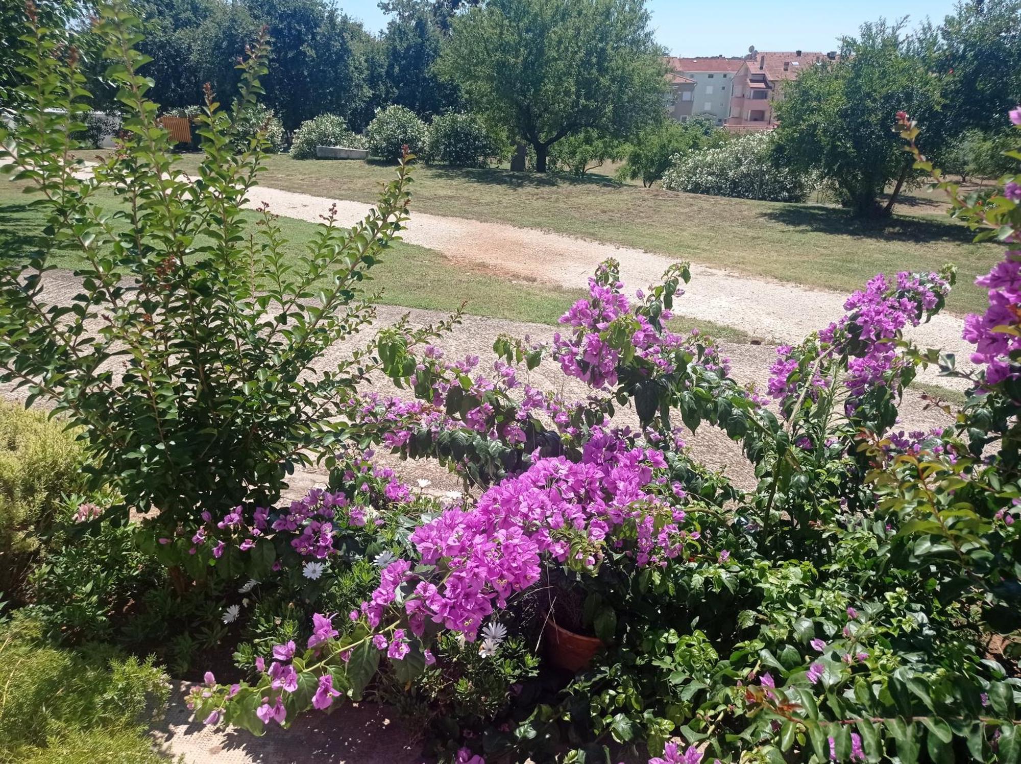 Antonia Apartma